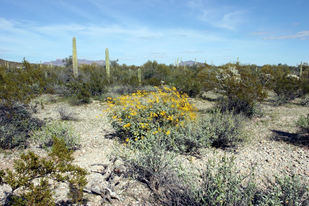 Organ Pipe Cactus National Monument   2005-03-01