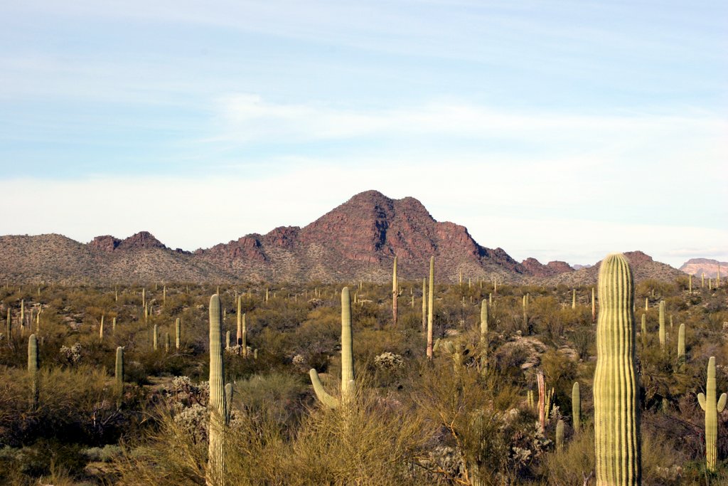 Organ Pipe Cactus National Monument   2005-03-01