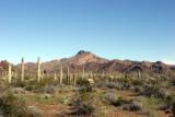 Organ Pipe Cactus National Monument   2005-03-02