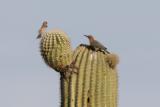 Organ Pipe Cactus National Monument   2005-03-02