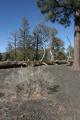 Sunset Crater Volcano   2005-03-11