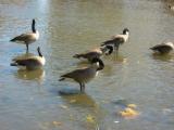 Ducks and Geese