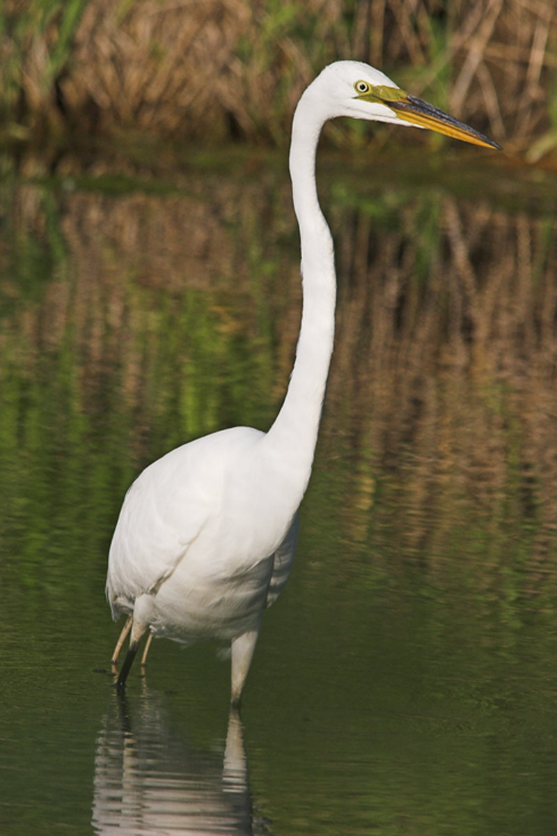 2005-05-17   (Greentrails, Lisle, IL)