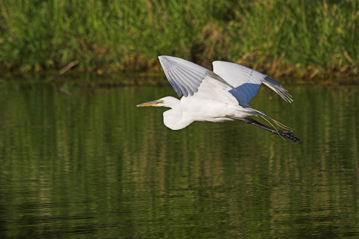 2005-05-17  (Greentrails, Lisle, IL)