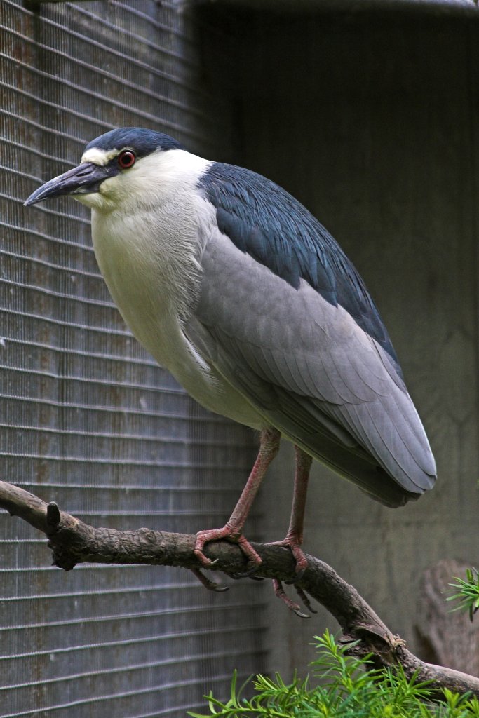 2005-05-30   (Cosley Zoo, Wheaton, IL)