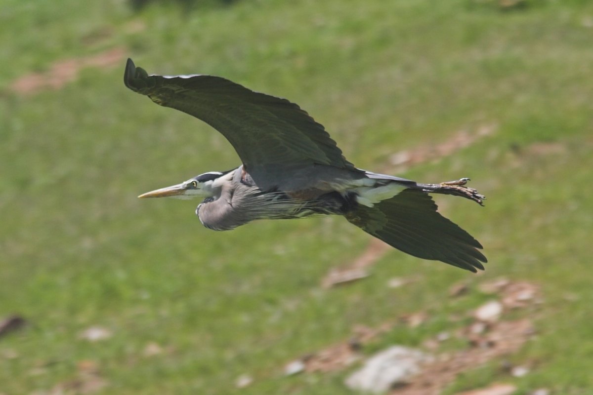 2006-04-08   (Coyote Hills Park, Newark, CA)