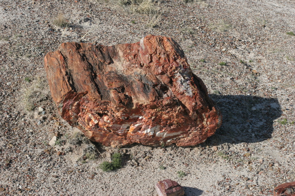 Petrified Forest   2005-03-16