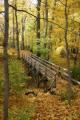 Morton Arboretum