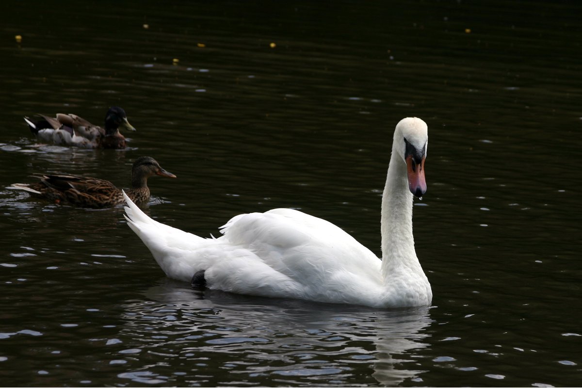 Naperville, IL   2004-07-04