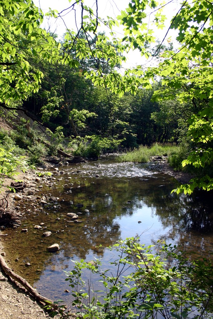 2004-06-06   (Waterfall Glen Forest Preserve)